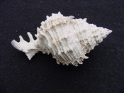 Fossil Muricidae Murex Shell Phyllonotus labelleensis pl5