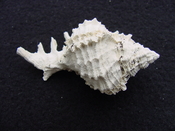 Fossil Muricidae Murex Shell Phyllonotus labelleensis pl6