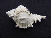 Fossil Muricidae Murex Shell Phyllonotus labelleensis pl6