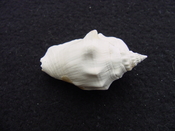 Fossil Strombus aldrichi miocene small rare strombus sa8