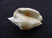 Fossil Strombus aldrichi miocene small rare strombus sa8