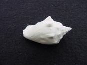 Fossil Strombus aldrichi miocene small rare strombus sa9