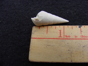 Fossil Niso willcoxiana extinct gastropod shell nw2