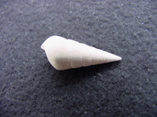 Fossil Niso willcoxiana extinct gastropod shell nw2