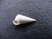 Fossil Niso willcoxiana extinct gastropod shell nw3