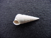 Fossil Niso willcoxiana extinct gastropod shell nw1