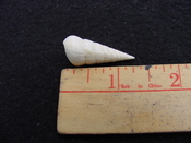 Fossil Niso willcoxiana extinct gastropod shell nw1