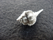 Fossil murex muricidae shell Vokesimurex pahayokee pa19