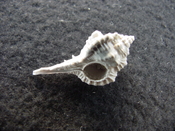 Fossil murex muricidae shell Vokesimurex pahayokee pa19