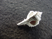 Fossil murex muricidae shell Vokesimurex pahayokee pa5