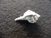Fossil murex muricidae shell Vokesimurex pahayokee pa5