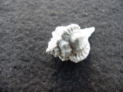 Fossil murex muricidae shell Vokesimurex pahayokee pa11