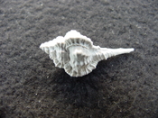 Fossil murex muricidae shell Vokesimurex pahayokee pa8