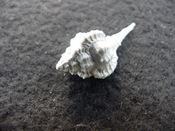 Fossil murex muricidae shell Vokesimurex pahayokee pa8