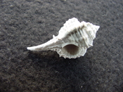Fossil murex muricidae shell Vokesimurex pahayokee pa1