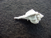 Fossil murex muricidae shell Vokesimurex pahayokee pa1