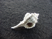 Fossil murex muricidae shell Vokesimurex pahayokee pa4