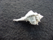 Fossil murex muricidae shell Vokesimurex pahayokee pa4