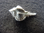 Fossil murex muricidae shell Vokesimurex pahayokee pa3