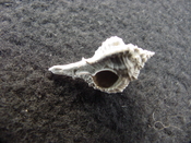 Fossil murex muricidae shell Vokesimurex pahayokee pa12