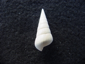 Fossil Niso willcoxiana extinct gastropod shell nw13