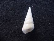 Fossil Niso willcoxiana extinct gastropod shell nw12