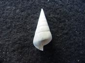 Fossil Niso willcoxiana extinct gastropod shell nw7