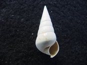 Fossil Niso willcoxiana extinct gastropod shell nw8