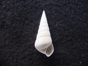 Fossil Niso willcoxiana extinct gastropod shell nw10