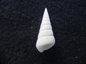 Fossil Niso willcoxiana extinct gastropod shell nw10