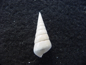 Fossil Niso willcoxiana extinct gastropod shell nw11