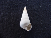 Fossil Niso willcoxiana extinct gastropod shell nw9