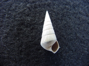 Fossil Niso willcoxiana extinct gastropod shell nw4