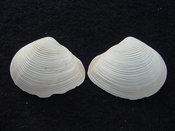 Fossil whole both halves bilvalve shell Raeta plicatella rp5