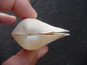Fossil whole both halves bilvalve shell Raeta plicatella rp8