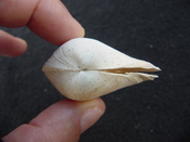 Fossil whole both halves bilvalve shell Raeta plicatella rp4