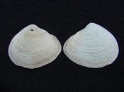 Fossil whole both halves bilvalve shell Raeta plicatella rp4