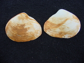 Fossil whole both halves bilvalve shell Raeta plicatella rp2