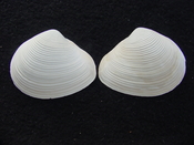 Fossil whole both halves bilvalve shell Raeta plicatella rp7
