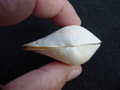 Fossil whole both halves bilvalve shell Raeta plicatella rp1