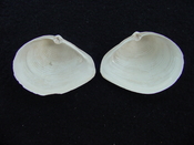 Fossil whole both halves bilvalve shell Raeta plicatella rp3