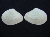 Fossil whole both halves bilvalve shell Raeta plicatella rp3