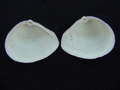 Fossil whole both halves bilvalve shell Raeta plicatella rp6