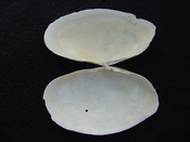 Tellina magna whole both halves fossil bilvalve shell tm 1