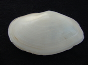 Tellina magna whole both halves fossil bilvalve shell tm 1