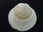 Fossil whole bivalve shell Amusium sp very fragile
