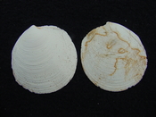Fossil bilvalve shell whole both halves Miltha caloosaensis mc1