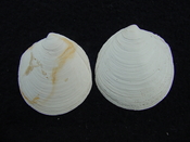 Fossil bilvalve shell whole both halves Miltha caloosaensis mc4