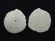 Fossil bilvalve shell whole both halves Miltha caloosaensis mc2