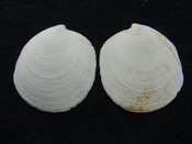Fossil bilvalve shell whole both halves Miltha caloosaensis mc3